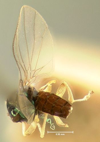 Media type: image;   Entomology 466 Aspect: habitus dorsal view